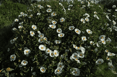 Des images de diff�rentes plantes